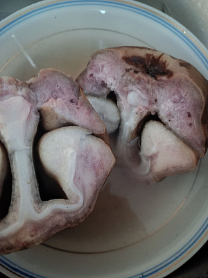 Товар Губа лося очищенная