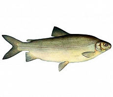 Чир свежемороженый1,5-2кг