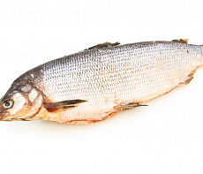 Чир свежемороженый 2-3кг