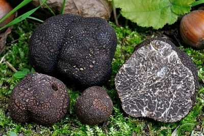 Товар Трюфель черный зимний Tuber Melanosporum замороженный